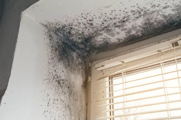 Trusted Black Mold Removal service in Curtis Bay, MD - Cheap Mold Removal